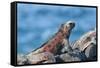 Marine Iguanas (Amblyrhynchus Cristatus Hassi)-G and M Therin-Weise-Framed Stretched Canvas