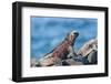 Marine Iguanas (Amblyrhynchus Cristatus Hassi)-G and M Therin-Weise-Framed Photographic Print