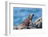 Marine Iguanas (Amblyrhynchus Cristatus Hassi)-G and M Therin-Weise-Framed Photographic Print