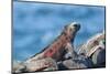 Marine Iguanas (Amblyrhynchus Cristatus Hassi)-G and M Therin-Weise-Mounted Photographic Print