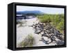 Marine Iguanas (Amblyrhynchus Cristatus), Isla Isabela, Galapagos Islands, Ecuador-Christian Kober-Framed Stretched Canvas