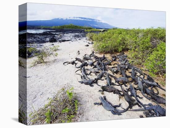 Marine Iguanas (Amblyrhynchus Cristatus), Isla Isabela, Galapagos Islands, Ecuador-Christian Kober-Stretched Canvas