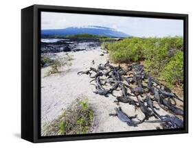 Marine Iguanas (Amblyrhynchus Cristatus), Isla Isabela, Galapagos Islands, Ecuador-Christian Kober-Framed Stretched Canvas