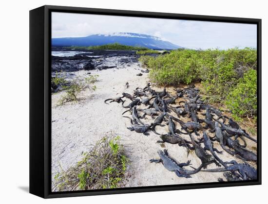 Marine Iguanas (Amblyrhynchus Cristatus), Isla Isabela, Galapagos Islands, Ecuador-Christian Kober-Framed Stretched Canvas