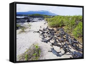 Marine Iguanas (Amblyrhynchus Cristatus), Isla Isabela, Galapagos Islands, Ecuador-Christian Kober-Framed Stretched Canvas
