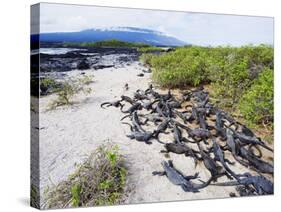 Marine Iguanas (Amblyrhynchus Cristatus), Isla Isabela, Galapagos Islands, Ecuador-Christian Kober-Stretched Canvas