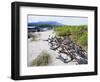 Marine Iguanas (Amblyrhynchus Cristatus), Isla Isabela, Galapagos Islands, Ecuador-Christian Kober-Framed Photographic Print