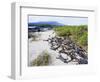 Marine Iguanas (Amblyrhynchus Cristatus), Isla Isabela, Galapagos Islands, Ecuador-Christian Kober-Framed Photographic Print