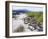 Marine Iguanas (Amblyrhynchus Cristatus), Isla Isabela, Galapagos Islands, Ecuador-Christian Kober-Framed Photographic Print