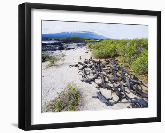 Marine Iguanas (Amblyrhynchus Cristatus), Isla Isabela, Galapagos Islands, Ecuador-Christian Kober-Framed Photographic Print