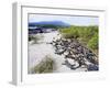 Marine Iguanas (Amblyrhynchus Cristatus), Isla Isabela, Galapagos Islands, Ecuador-Christian Kober-Framed Photographic Print