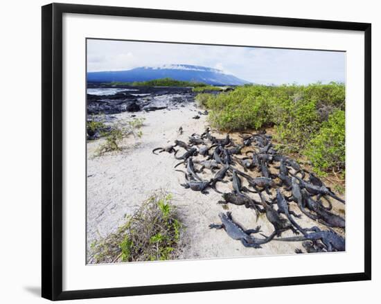 Marine Iguanas (Amblyrhynchus Cristatus), Isla Isabela, Galapagos Islands, Ecuador-Christian Kober-Framed Photographic Print