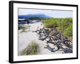 Marine Iguanas (Amblyrhynchus Cristatus), Isla Isabela, Galapagos Islands, Ecuador-Christian Kober-Framed Photographic Print