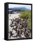 Marine Iguanas (Amblyrhynchus Cristatus), Isla Isabela, Galapagos Islands, Ecuador-Christian Kober-Framed Stretched Canvas