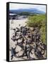 Marine Iguanas (Amblyrhynchus Cristatus), Isla Isabela, Galapagos Islands, Ecuador-Christian Kober-Framed Stretched Canvas