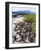 Marine Iguanas (Amblyrhynchus Cristatus), Isla Isabela, Galapagos Islands, Ecuador-Christian Kober-Framed Photographic Print