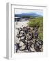 Marine Iguanas (Amblyrhynchus Cristatus), Isla Isabela, Galapagos Islands, Ecuador-Christian Kober-Framed Photographic Print