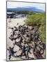 Marine Iguanas (Amblyrhynchus Cristatus), Isla Isabela, Galapagos Islands, Ecuador-Christian Kober-Mounted Photographic Print