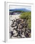 Marine Iguanas (Amblyrhynchus Cristatus), Isla Isabela, Galapagos Islands, Ecuador-Christian Kober-Framed Photographic Print