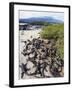 Marine Iguanas (Amblyrhynchus Cristatus), Isla Isabela, Galapagos Islands, Ecuador-Christian Kober-Framed Photographic Print