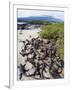 Marine Iguanas (Amblyrhynchus Cristatus), Isla Isabela, Galapagos Islands, Ecuador-Christian Kober-Framed Photographic Print