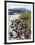 Marine Iguanas (Amblyrhynchus Cristatus), Isla Isabela, Galapagos Islands, Ecuador-Christian Kober-Framed Photographic Print