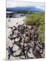 Marine Iguanas (Amblyrhynchus Cristatus), Isla Isabela, Galapagos Islands, Ecuador-Christian Kober-Mounted Photographic Print