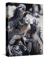 Marine Iguanas (Amblyrhynchus Cristatus), Isla Isabela, Galapagos Islands, Ecuador-Christian Kober-Stretched Canvas