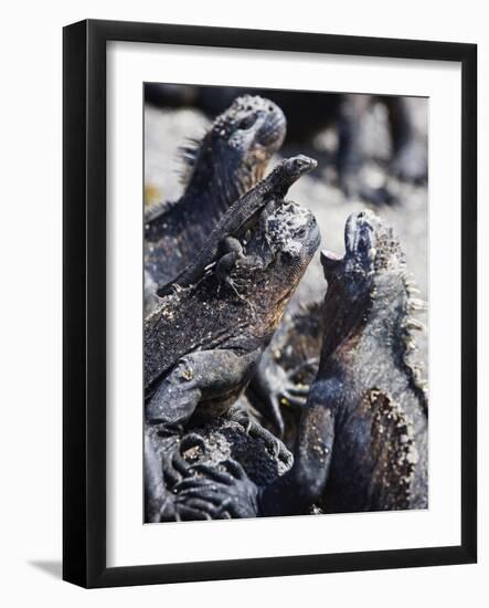Marine Iguanas (Amblyrhynchus Cristatus), Isla Isabela, Galapagos Islands, Ecuador-Christian Kober-Framed Photographic Print