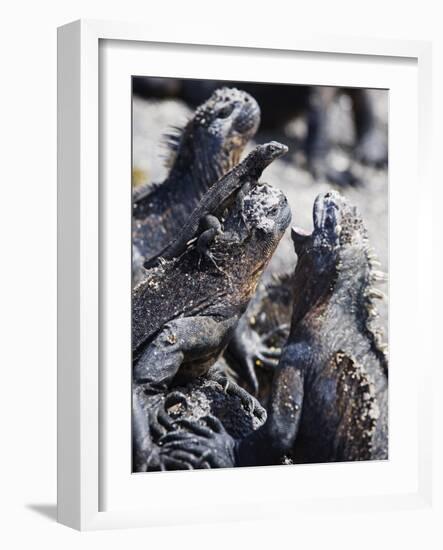 Marine Iguanas (Amblyrhynchus Cristatus), Isla Isabela, Galapagos Islands, Ecuador-Christian Kober-Framed Photographic Print