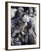 Marine Iguanas (Amblyrhynchus Cristatus), Isla Isabela, Galapagos Islands, Ecuador-Christian Kober-Framed Photographic Print