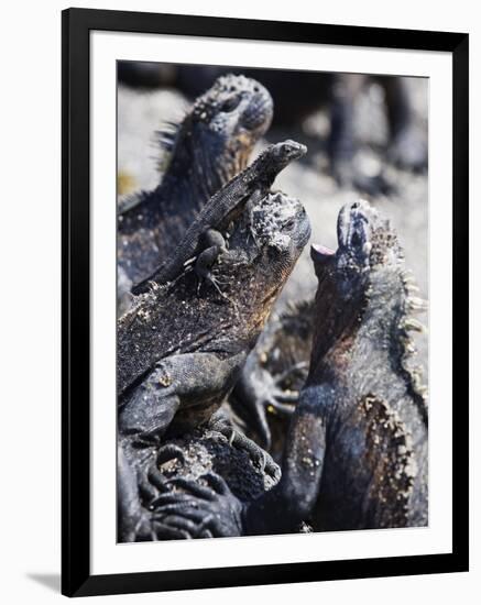 Marine Iguanas (Amblyrhynchus Cristatus), Isla Isabela, Galapagos Islands, Ecuador-Christian Kober-Framed Photographic Print