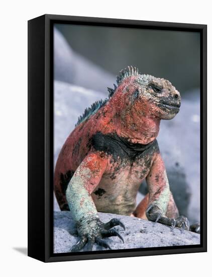 Marine Iguanas During Mating Season, Espanola Island, Galapagos Islands, Ecuador-Hugh Rose-Framed Stretched Canvas