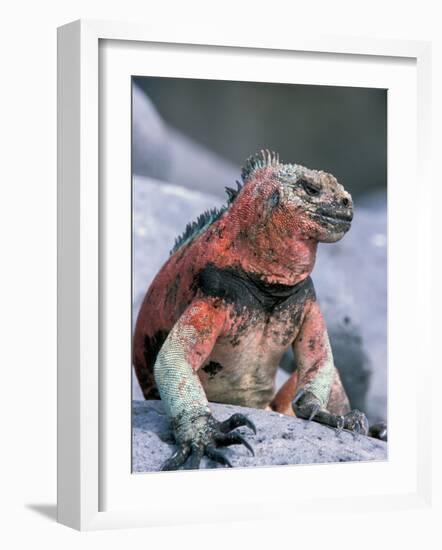Marine Iguanas During Mating Season, Espanola Island, Galapagos Islands, Ecuador-Hugh Rose-Framed Photographic Print