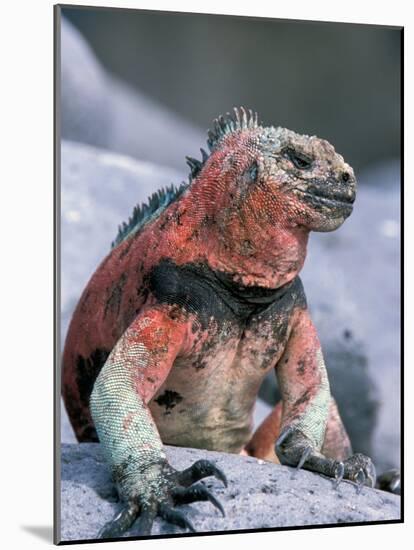 Marine Iguanas During Mating Season, Espanola Island, Galapagos Islands, Ecuador-Hugh Rose-Mounted Photographic Print