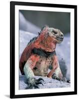 Marine Iguanas During Mating Season, Espanola Island, Galapagos Islands, Ecuador-Hugh Rose-Framed Photographic Print