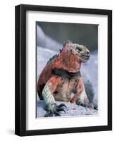 Marine Iguanas During Mating Season, Espanola Island, Galapagos Islands, Ecuador-Hugh Rose-Framed Premium Photographic Print