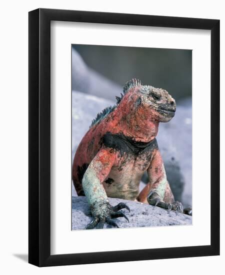 Marine Iguanas During Mating Season, Espanola Island, Galapagos Islands, Ecuador-Hugh Rose-Framed Premium Photographic Print
