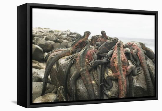 Marine Iguanas Piling atop a Rock-DLILLC-Framed Stretched Canvas