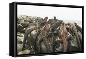 Marine Iguanas Piling atop a Rock-DLILLC-Framed Stretched Canvas