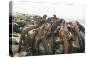 Marine Iguanas Piling atop a Rock-DLILLC-Stretched Canvas