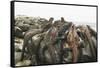 Marine Iguanas Piling atop a Rock-DLILLC-Framed Stretched Canvas