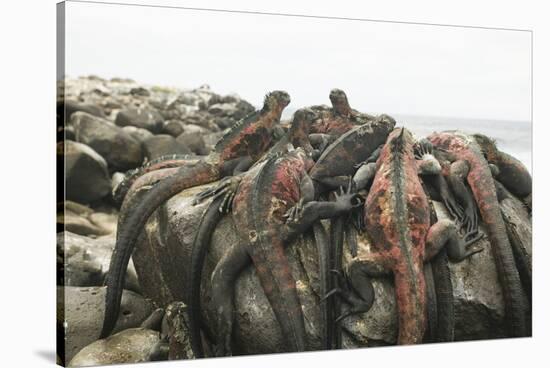 Marine Iguanas Piling atop a Rock-DLILLC-Stretched Canvas