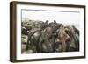 Marine Iguanas Piling atop a Rock-DLILLC-Framed Photographic Print