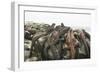 Marine Iguanas Piling atop a Rock-DLILLC-Framed Photographic Print