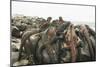 Marine Iguanas Piling atop a Rock-DLILLC-Mounted Photographic Print