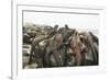 Marine Iguanas Piling atop a Rock-DLILLC-Framed Photographic Print