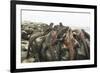 Marine Iguanas Piling atop a Rock-DLILLC-Framed Photographic Print