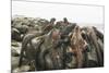 Marine Iguanas Piling atop a Rock-DLILLC-Mounted Photographic Print