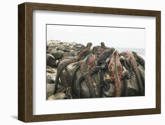 Marine Iguanas Piling atop a Rock-DLILLC-Framed Photographic Print